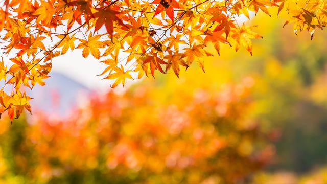 Autumn simple coloring pages